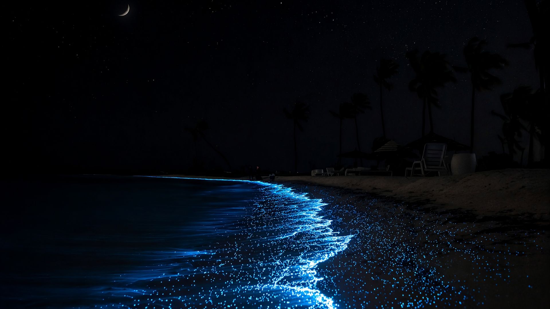 Bioluminescence Tour Official Website Background